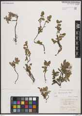 Foto von Salix breviserrata Flod.